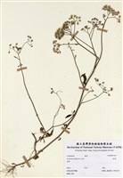 藏品(一枝香)的圖片